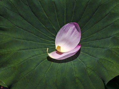 lotus-petals_tsurugaoka-hachimangu02