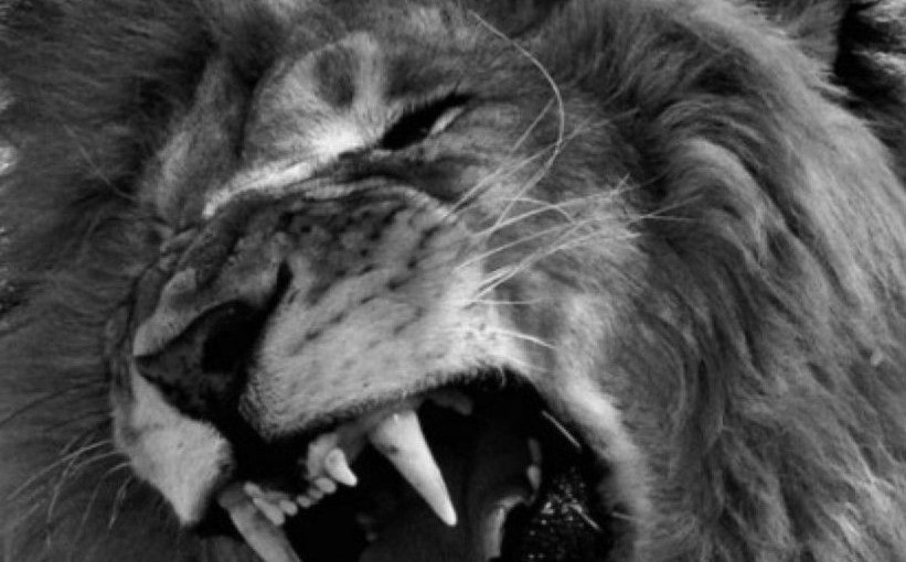 Love Tears Me&nbsp;Open