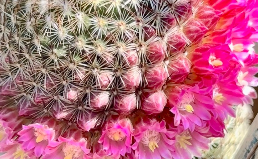 The Fool by the Roadside by W.B.&nbsp;Yeats